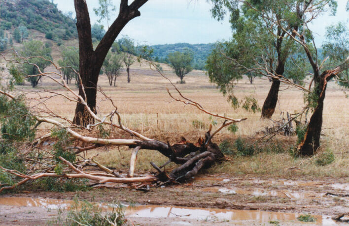 disasters storm_damage : NW of Boggabri, NSW   30 January 1999