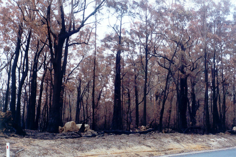 bushfire wild_fire : Tenterfield, NSW   3 November 2002