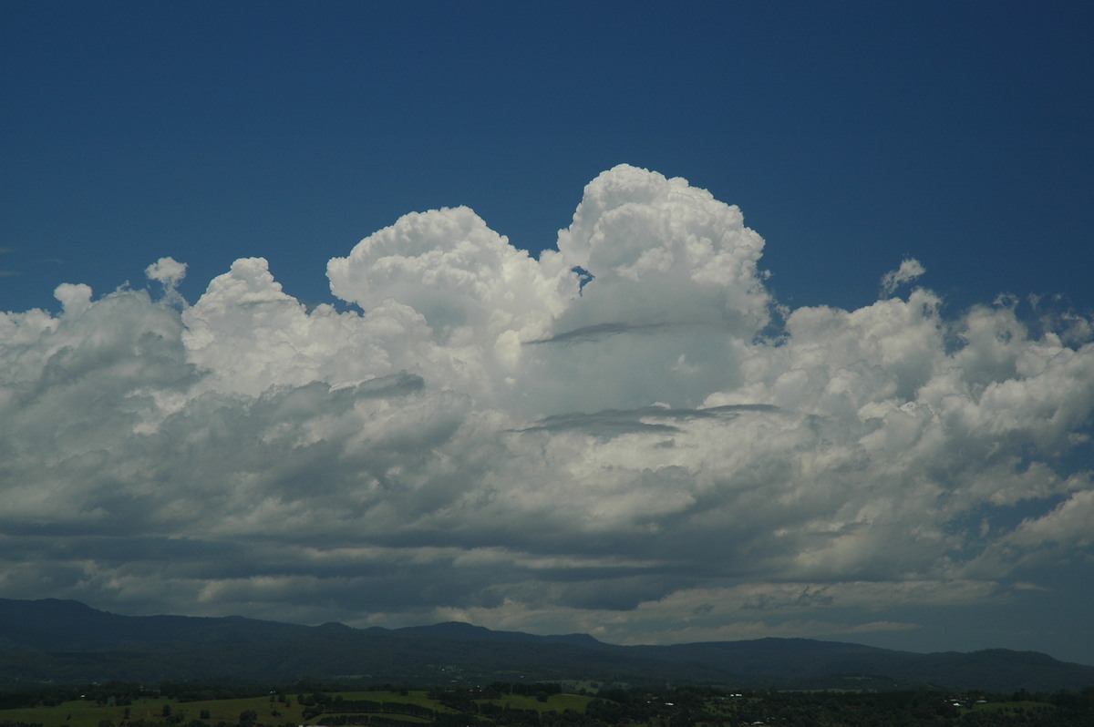 thunderstorm cumulonimbus_calvus : McLeans Ridges, NSW   9 December 2005