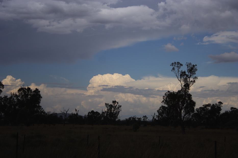 thunderstorm cumulonimbus_calvus : Gunnedah, NSW   12 January 2006