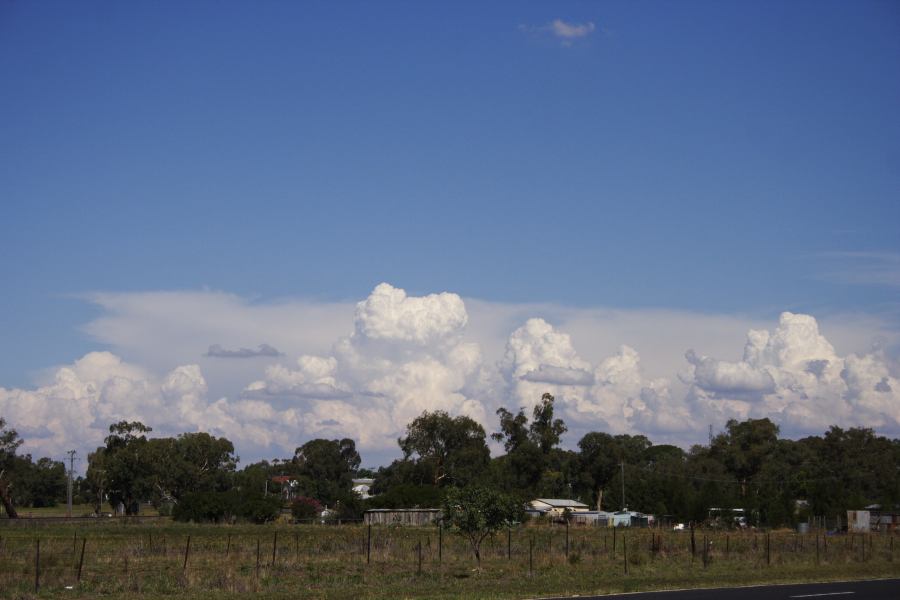 thunderstorm cumulonimbus_calvus : Dunedoo, NSW   11 February 2007
