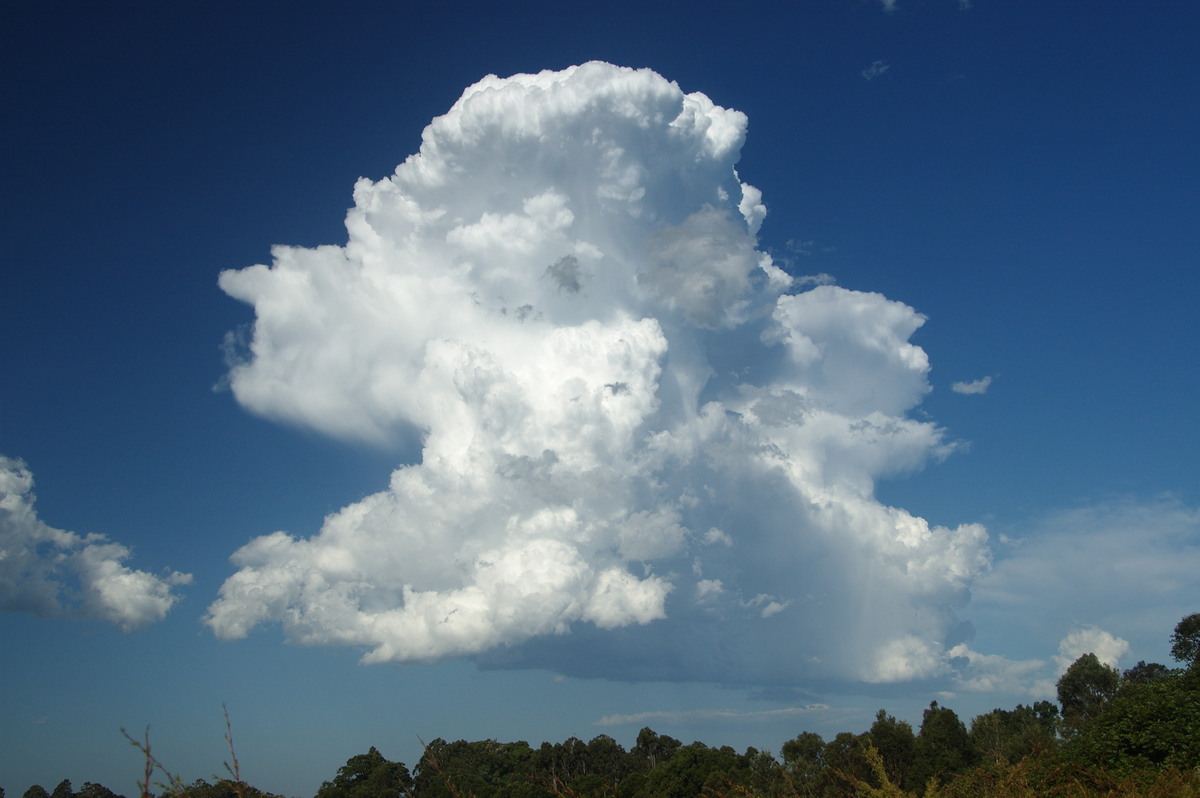 thunderstorm cumulonimbus_calvus : McLeans Ridges, NSW   19 December 2008