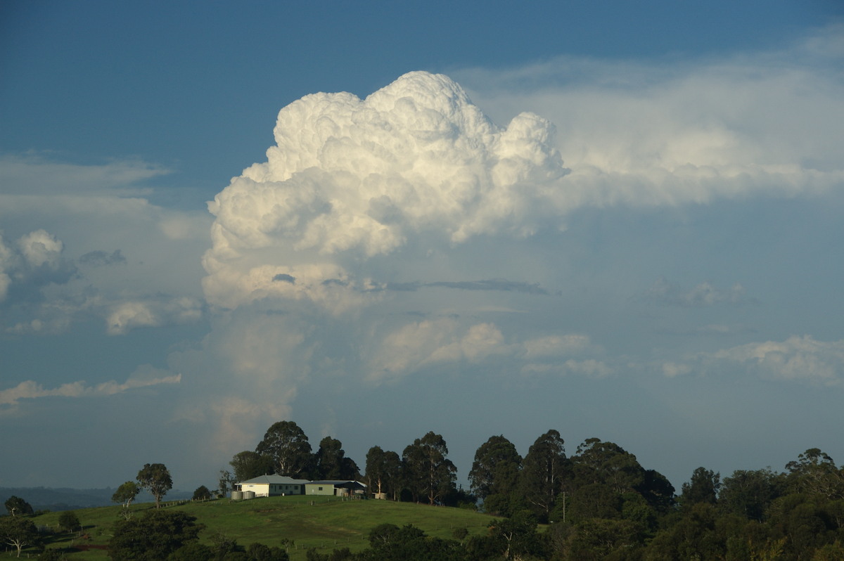 updraft thunderstorm_updrafts : McLeans Ridges, NSW   30 December 2008