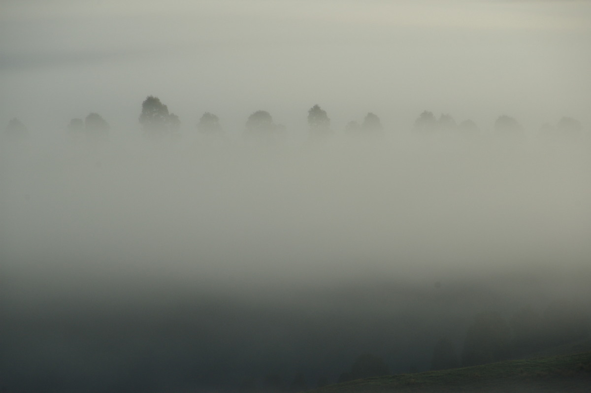 fogmist fog_mist_frost : McLeans Ridges, NSW   28 May 2009