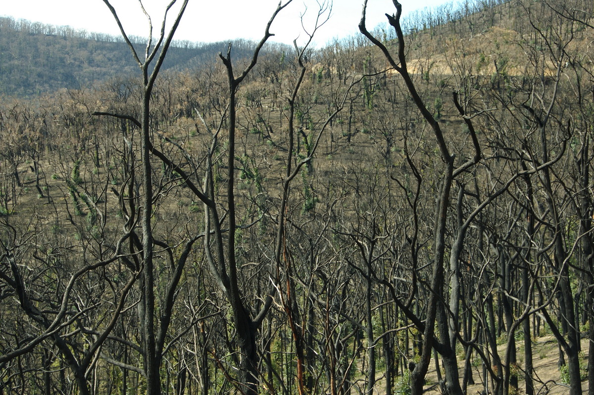 bushfire wild_fire : Kinglake, VIC   20 August 2009