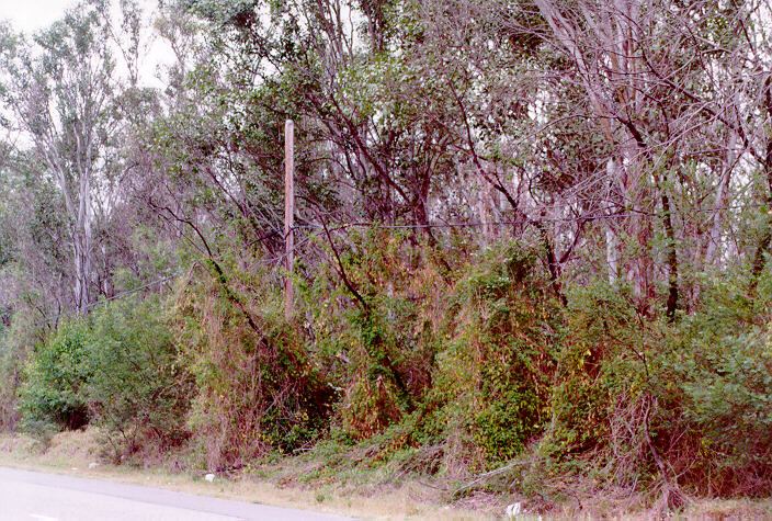 disasters storm_damage : Schofields, NSW   4 November 1997