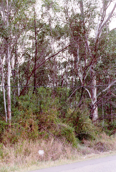 disasters storm_damage : Schofields, NSW   4 November 1997