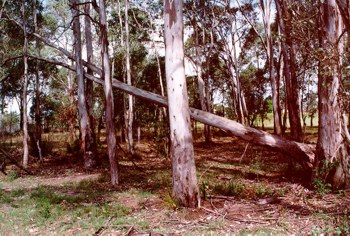 disasters storm_damage : Schofields, NSW   5 November 1997