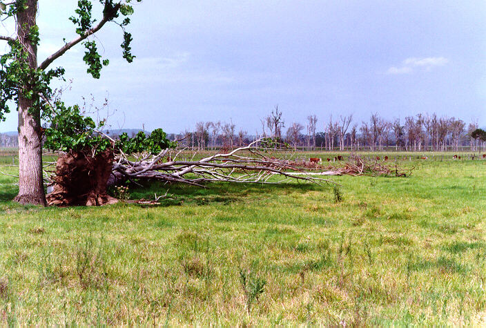 disasters storm_damage : Ulmarra, NSW   14 January 1998