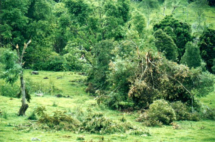 disasters storm_damage : Mount Warning, NSW   11 November 2000