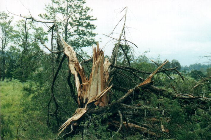 disasters storm_damage : Nimbin, NSW   11 November 2000