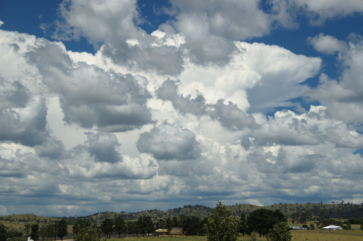 cumulus mediocris : Tenterfield, NSW   24 January 2009