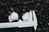 large hailstones ~30km E of Glenn ~6:35pm